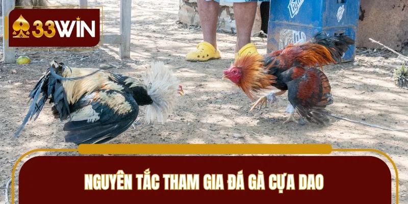 Nguyên tắc tham gia chọi kê cựa dao chi tiết